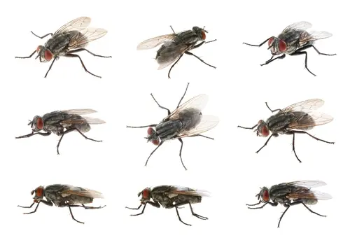 Starbar® Golden Malrin® Fly Bait Reclassified as a Restricted Use Pesticide