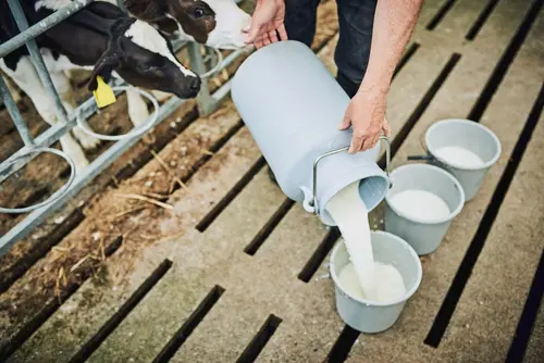 Diversify Dairy Operations for more revenue