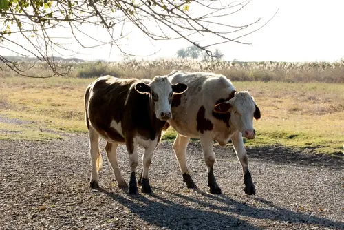 Purina Dairy Beef