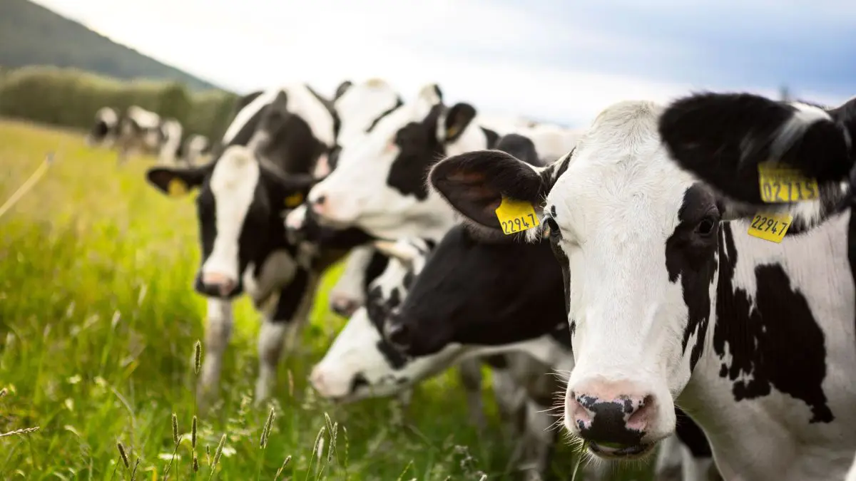 Managing Internal Parasites in Dairy Cattle 