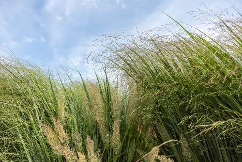 NRCS CRP Iowa