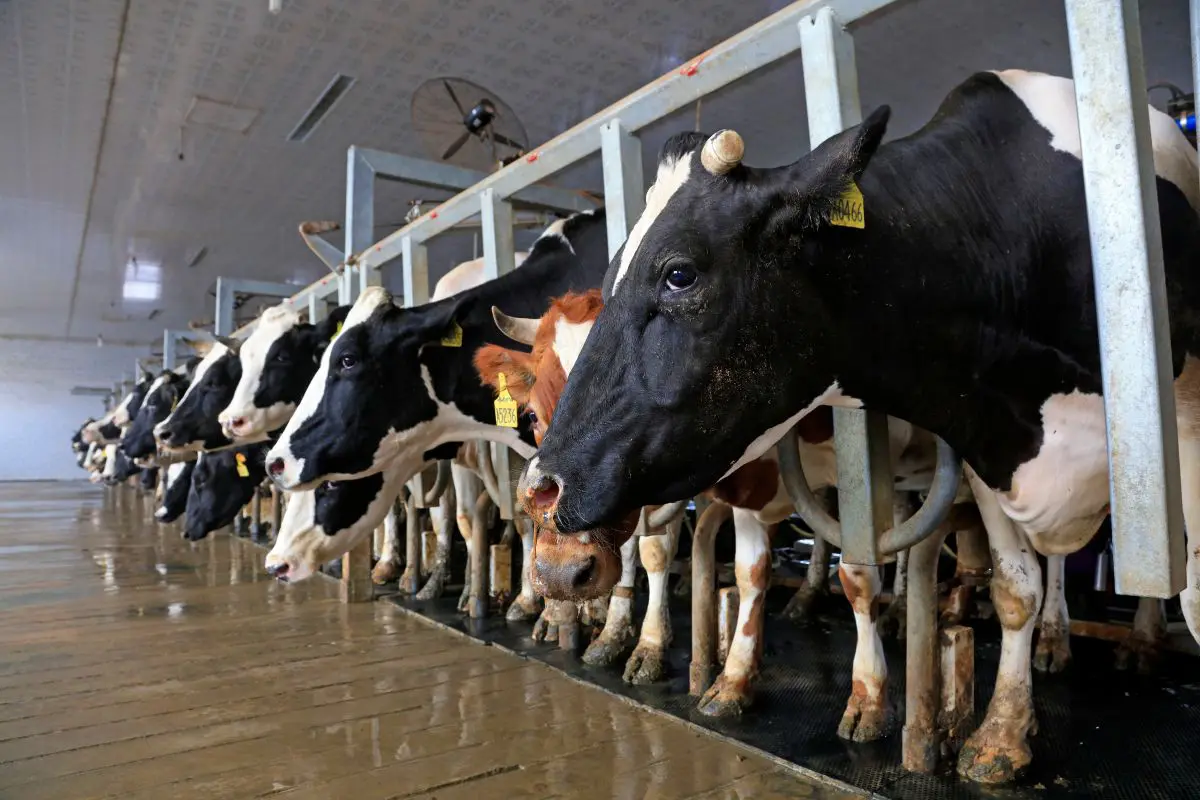 Ferappease Reduces Health Challenges and Pain Optimize Dairy with inBarn