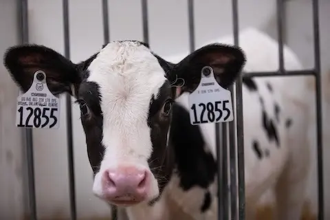 Iowa State Extension Dairy Iowa State Extension Dairy