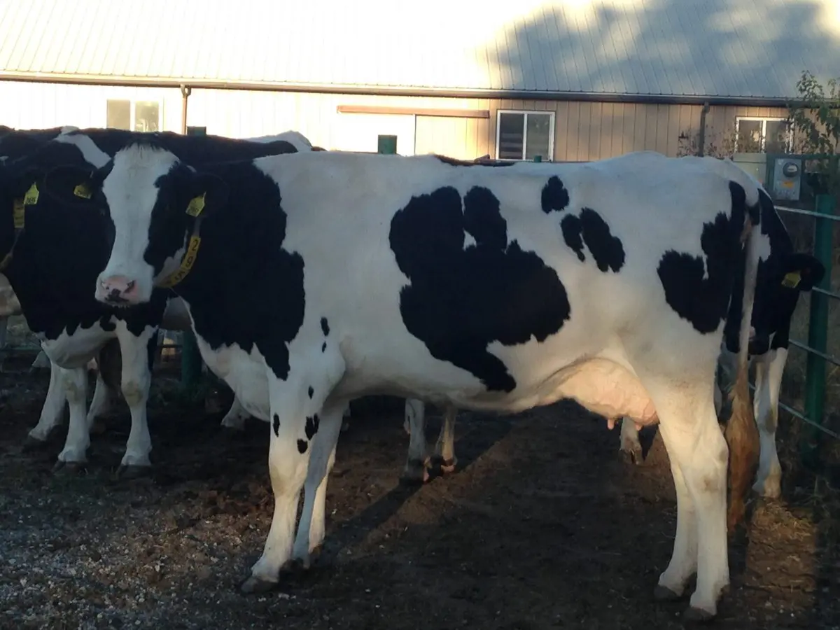 Importance of Genetic Selection in Dairy