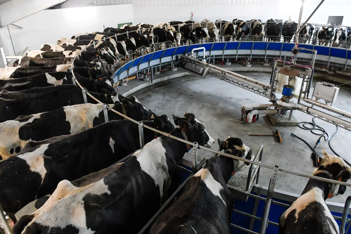 Modern Dairy Facilities