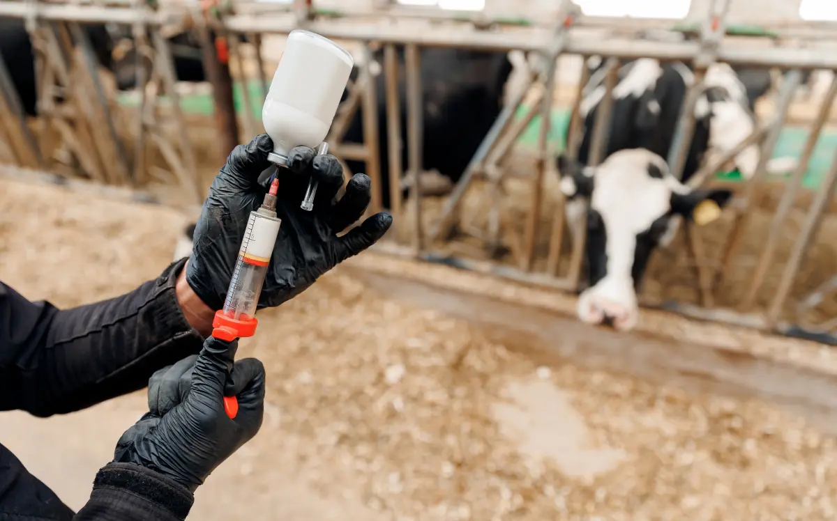 Vaccinations for Dairy Cattle
