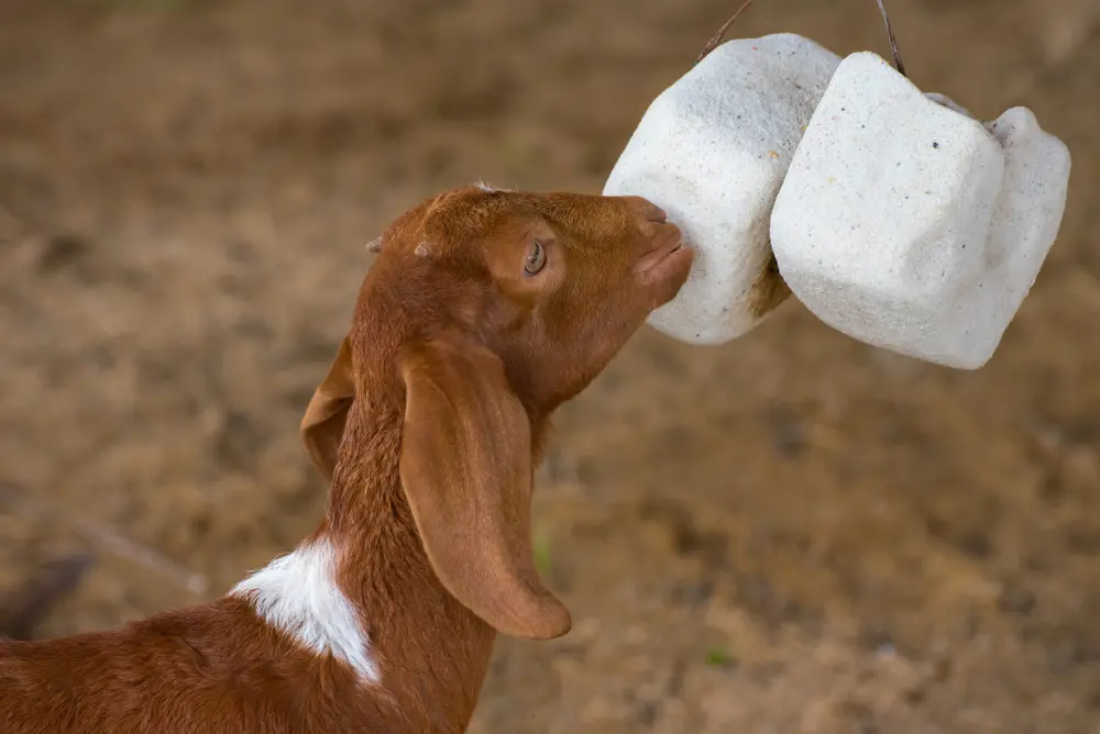 Goat Minerals 101