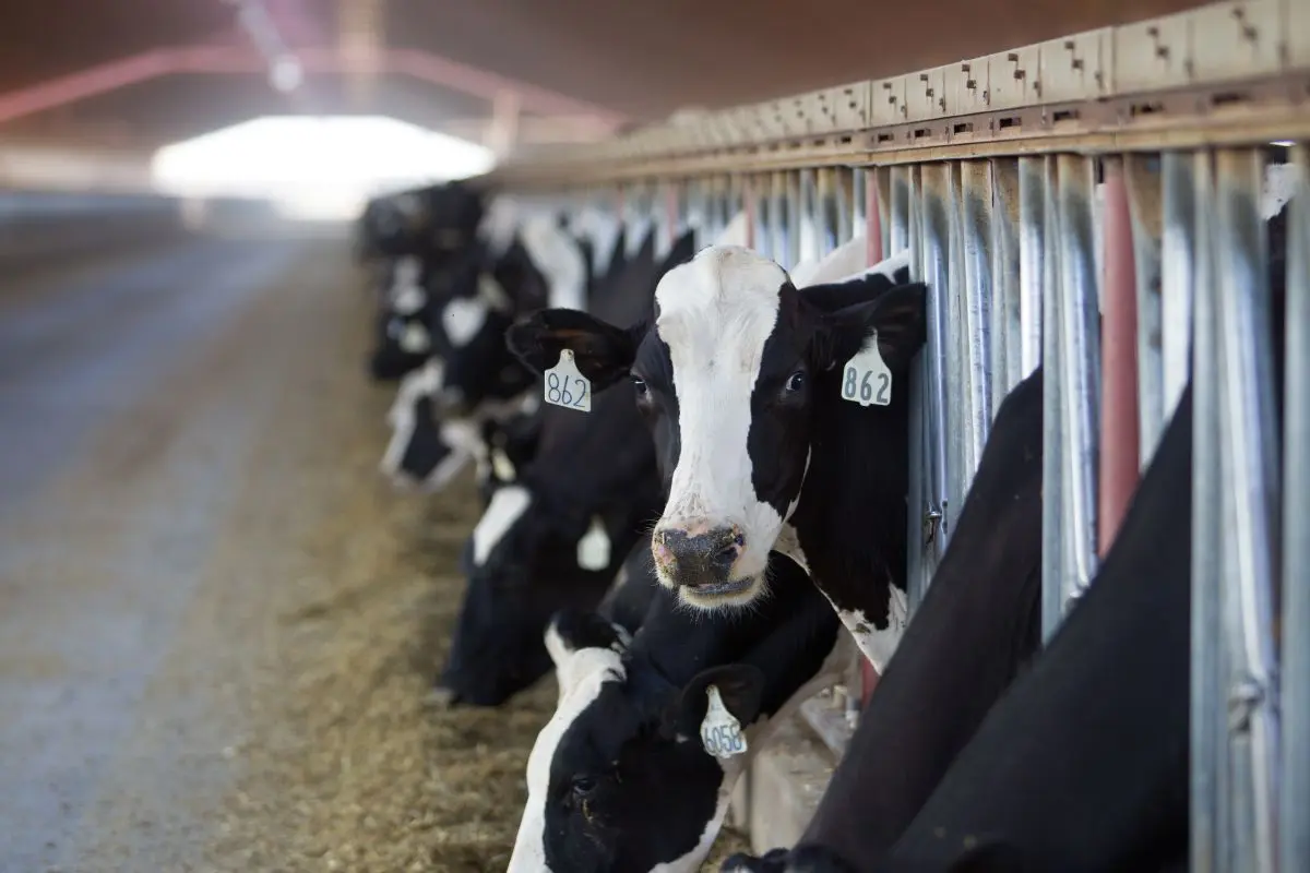 Lallemand's CleanFeed Approach
