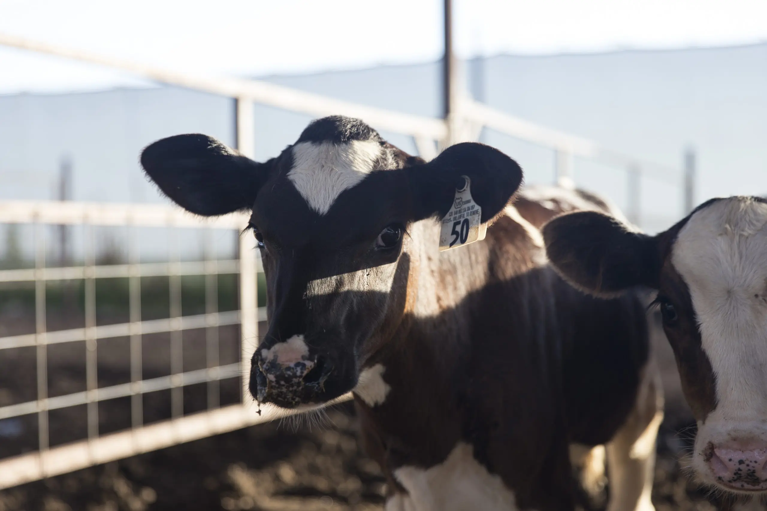central life sciences fly control hornfly dairy cattle