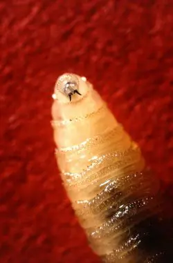 New World Screwworm