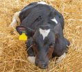 Cow laying in bedding