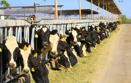 Cows lined up eating grass