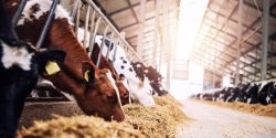 Making Headway In Animal Nutrition & Health