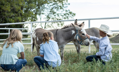 Kids petting a mule or donkey