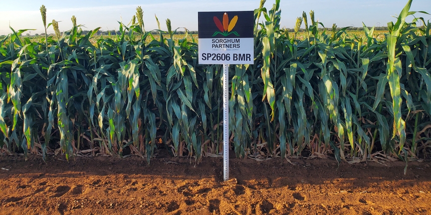 Sorghum Silage with sign