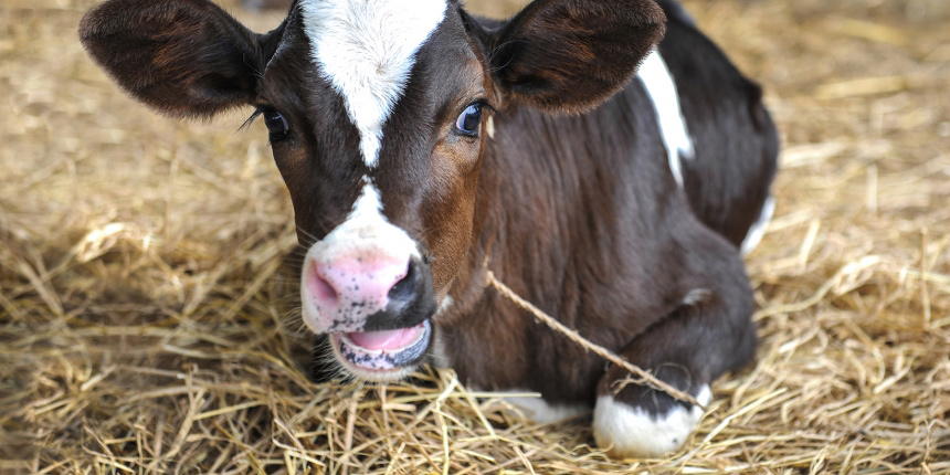 Baby calf in hay