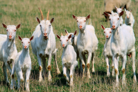 herd of goats in field