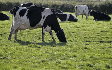 Dairy Cows eating grass