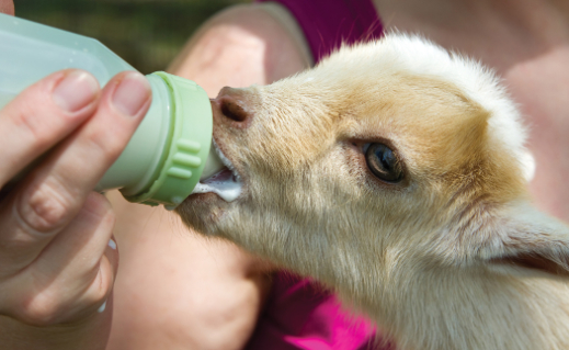 Baby goat being bottle fed