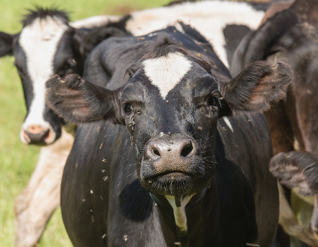Cow with flies on face
