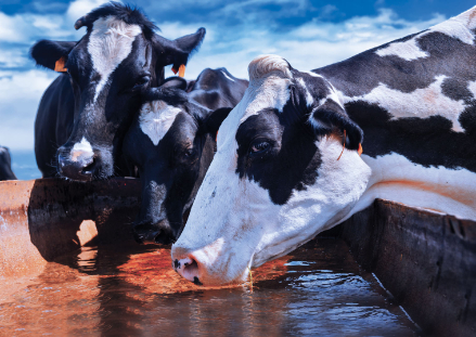 Close up cows drinking water