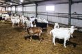 Winter Care of Dairy Goats