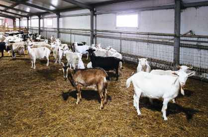 Goats in a barn