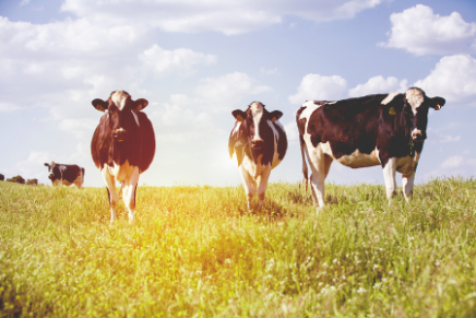 cows in field