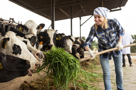 Woman feeding cows grass