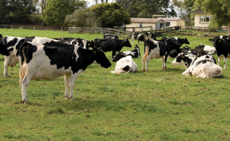 Herd in a cow pasture