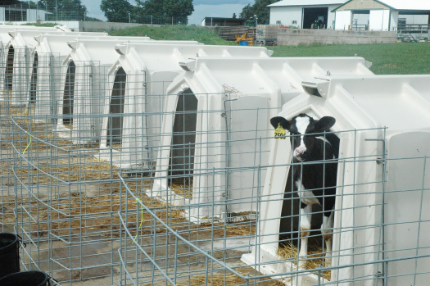 Housing for Dairy Calf