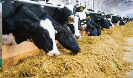 Feed Additives for Cattle