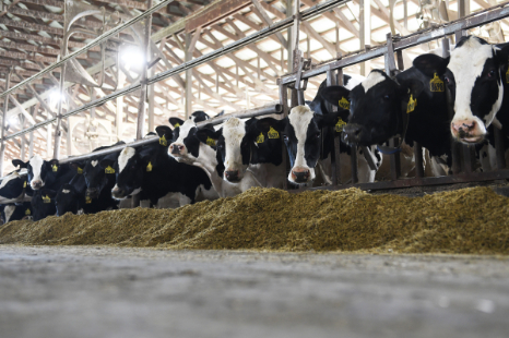 Cows eating inside