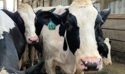 LRP Matting High Quality Rubber Mats