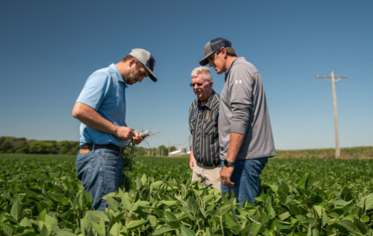 Ty Larson and Jake Hansen inspect soybean plants with customer Craig Burke at his farm in New Hampton IA