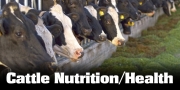 Cattle Nutrition And Health