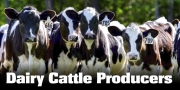 Dairy Cattle Producers
