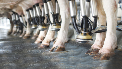 Cow hooves on a cow mattress while milking