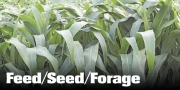 Feed Seed Forage