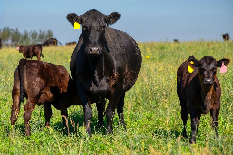 BRD Vaccine Cattle