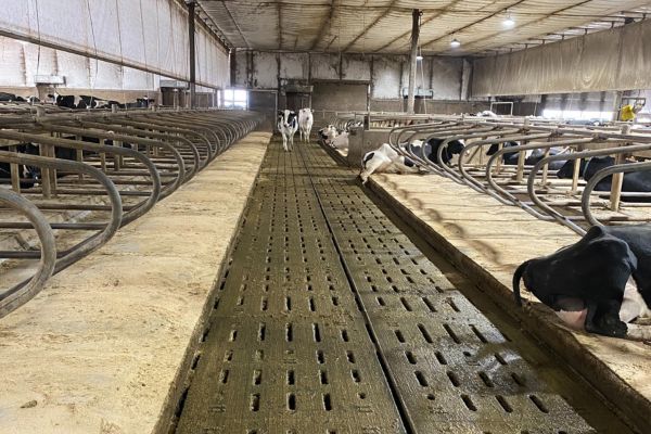 Dairy Flooring
