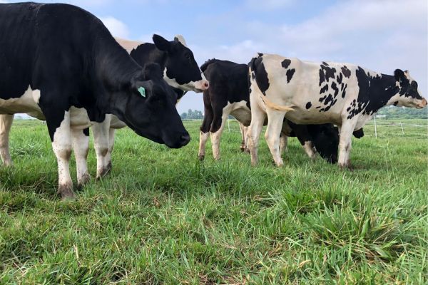 Improvement in Dairy Cows