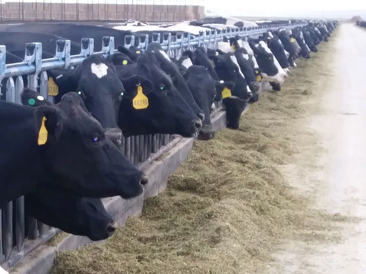 Total Mixed Rations (TMR) for Dairy Cattle