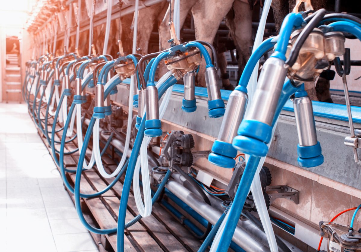 Upgrading Dairy Parlors