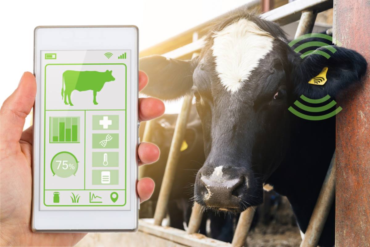 Will Facial and Video Recognition Manage Tomorrow’s Cows?