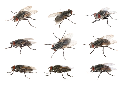 Starbar® Golden Malrin® Fly Bait Reclassified as a Restricted Use Pesticide