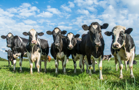 Start Next Year’s Fly Control Today: The 30/30 Approach from Central Life Sciences