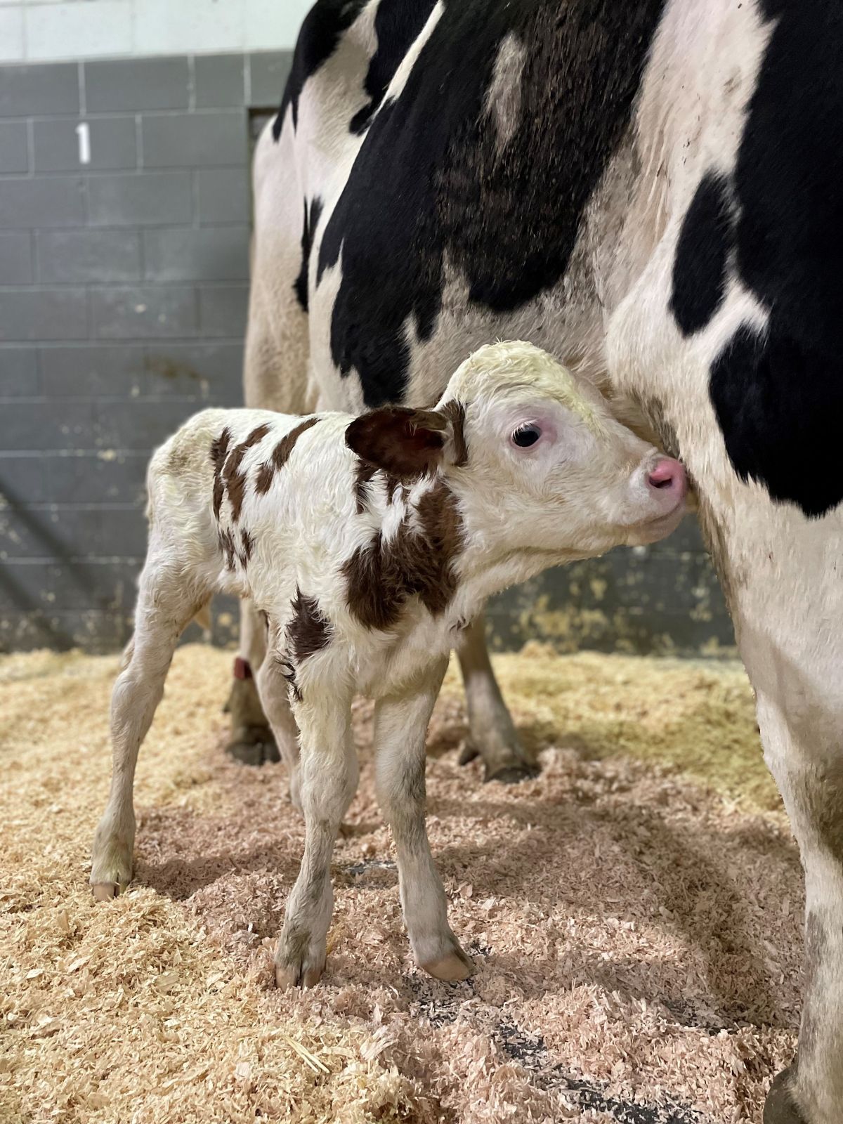 Newborn Calf Care