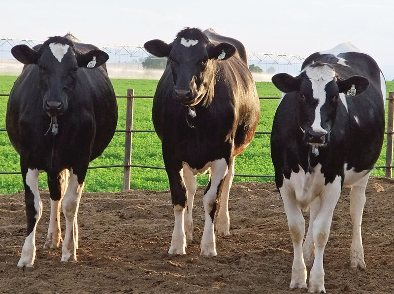 Embryos Offer Opportunities to Control Your Herd’s Future