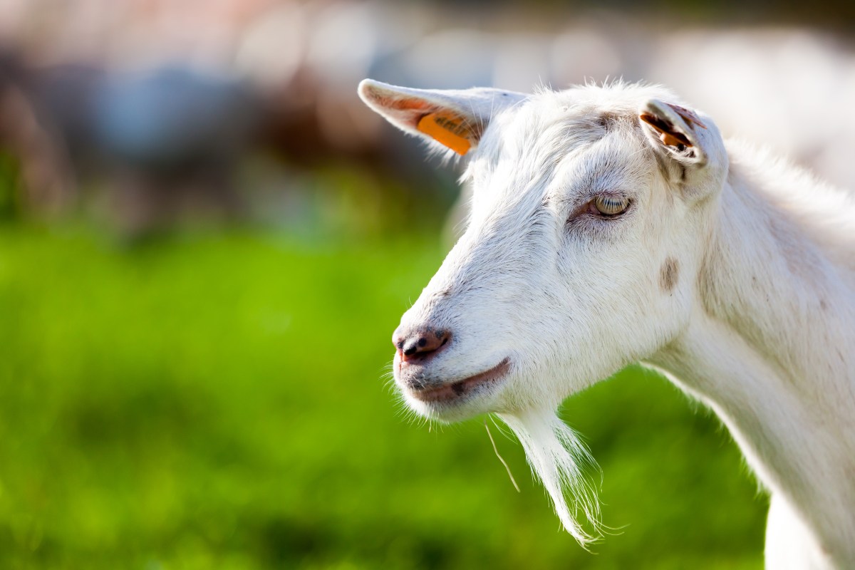 Prevent Parasites Through Grazing Management